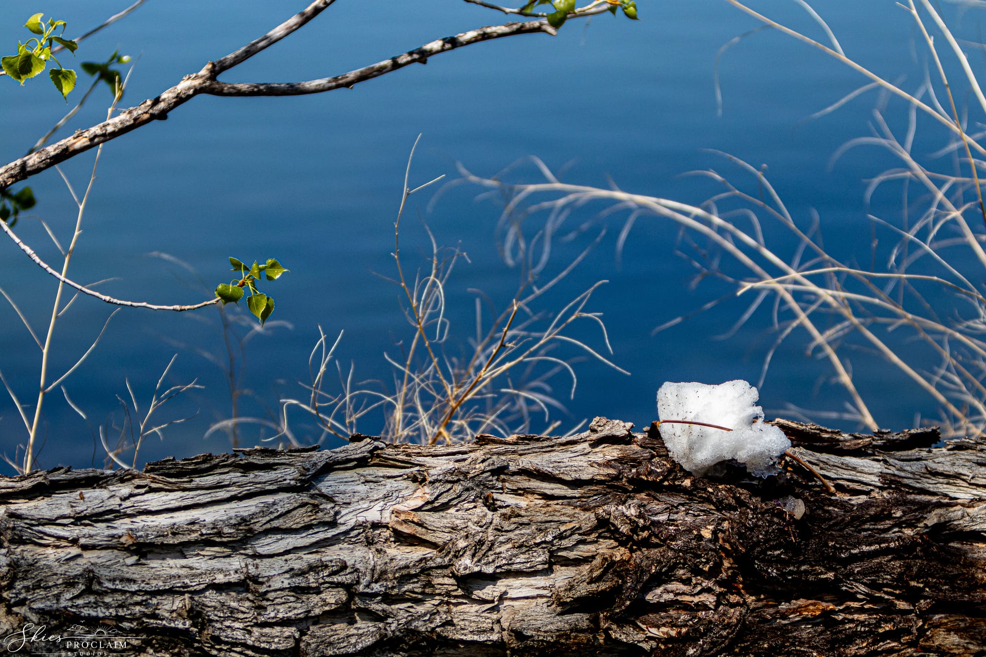 Spring Awakening at Golden Ponds