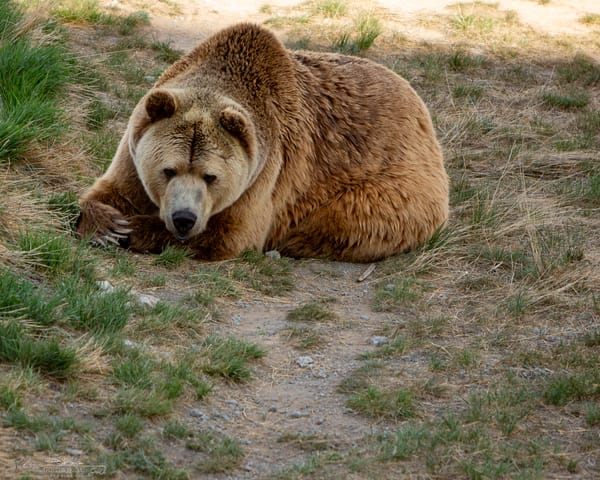 The Wild Animal Sanctuary