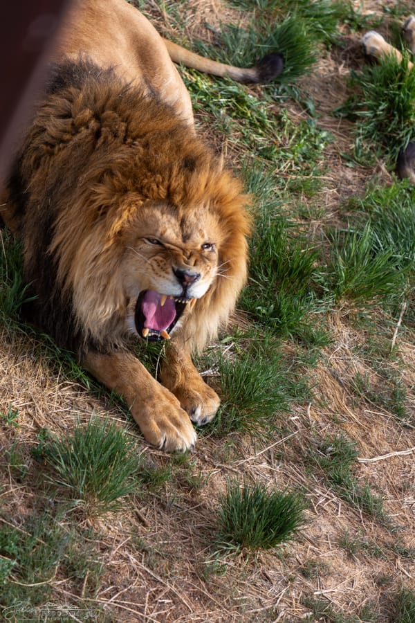 He's not a tame lion